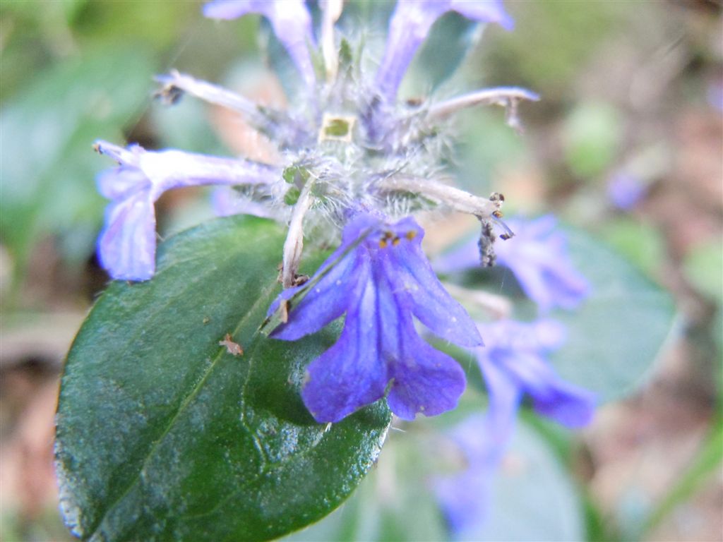 Ajuga reptans